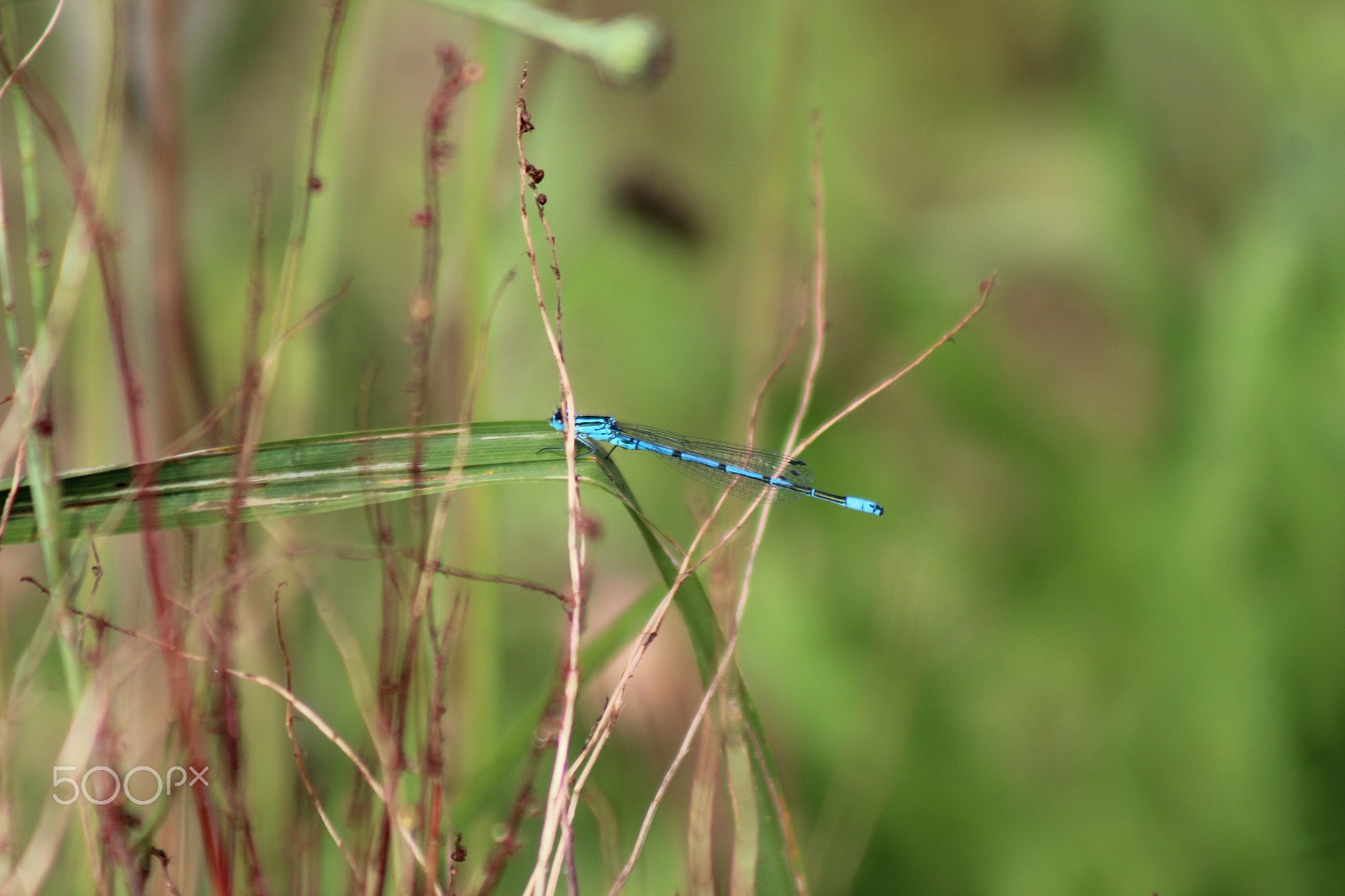 Canon EF 75-300mm f/4-5.6 sample photo. Libellule bleue photography