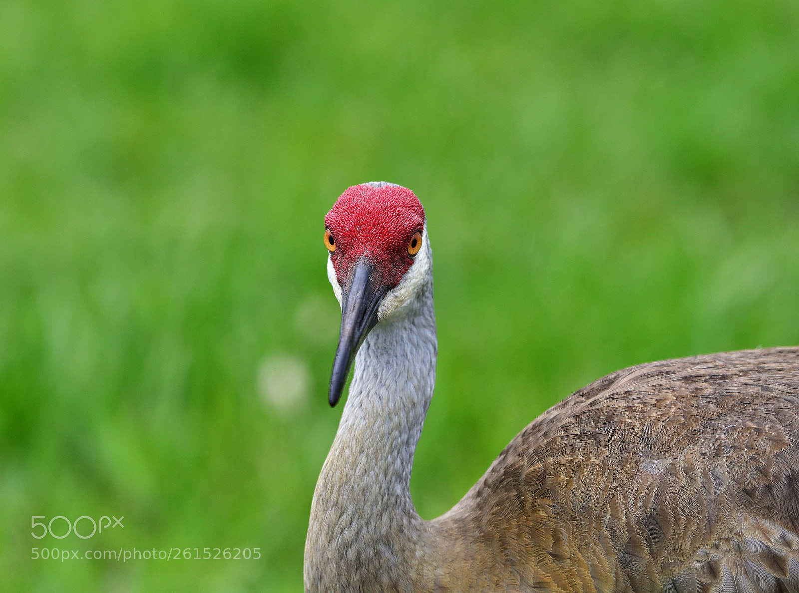 Canon EOS-1D X Mark II sample photo. 06-09-18-0021829 1.jpg photography