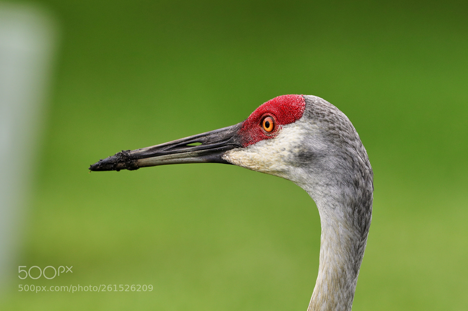 Canon EOS-1D X Mark II sample photo. 06-09-18-0021827.jpg photography