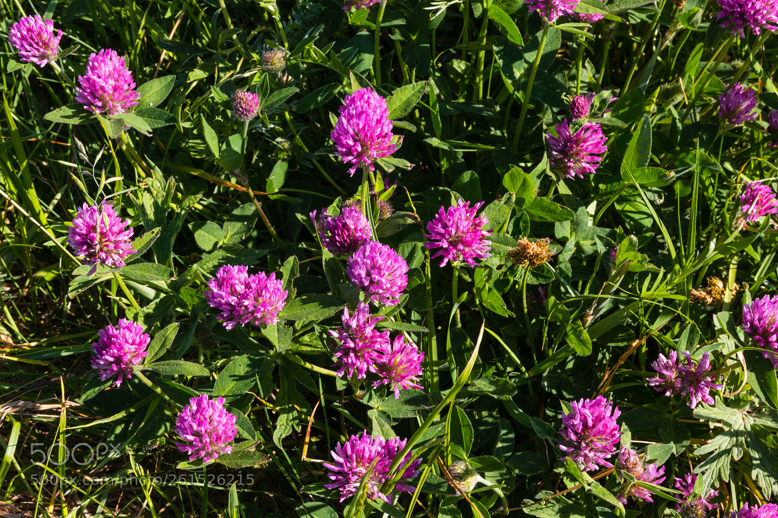Canon EOS 80D sample photo. Red clover in the photography