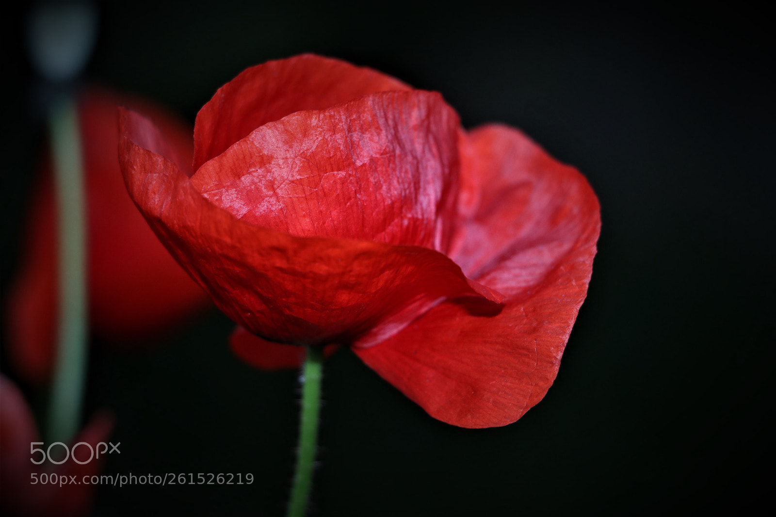 Canon EOS 80D sample photo. Tulip photography