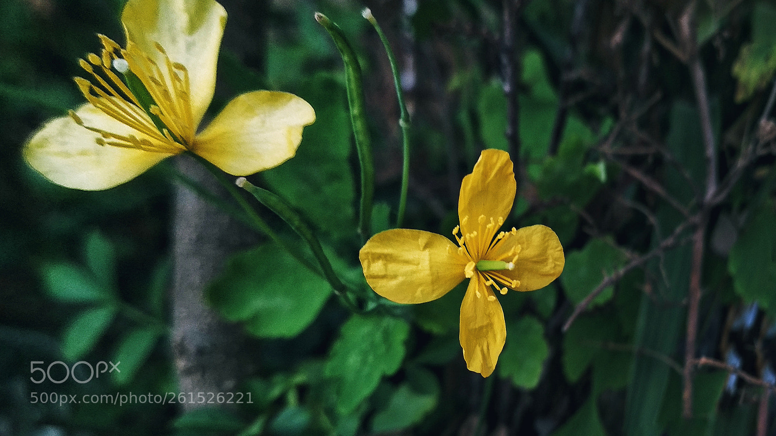 Xiaomi Redmi 4X sample photo. Untitled photography