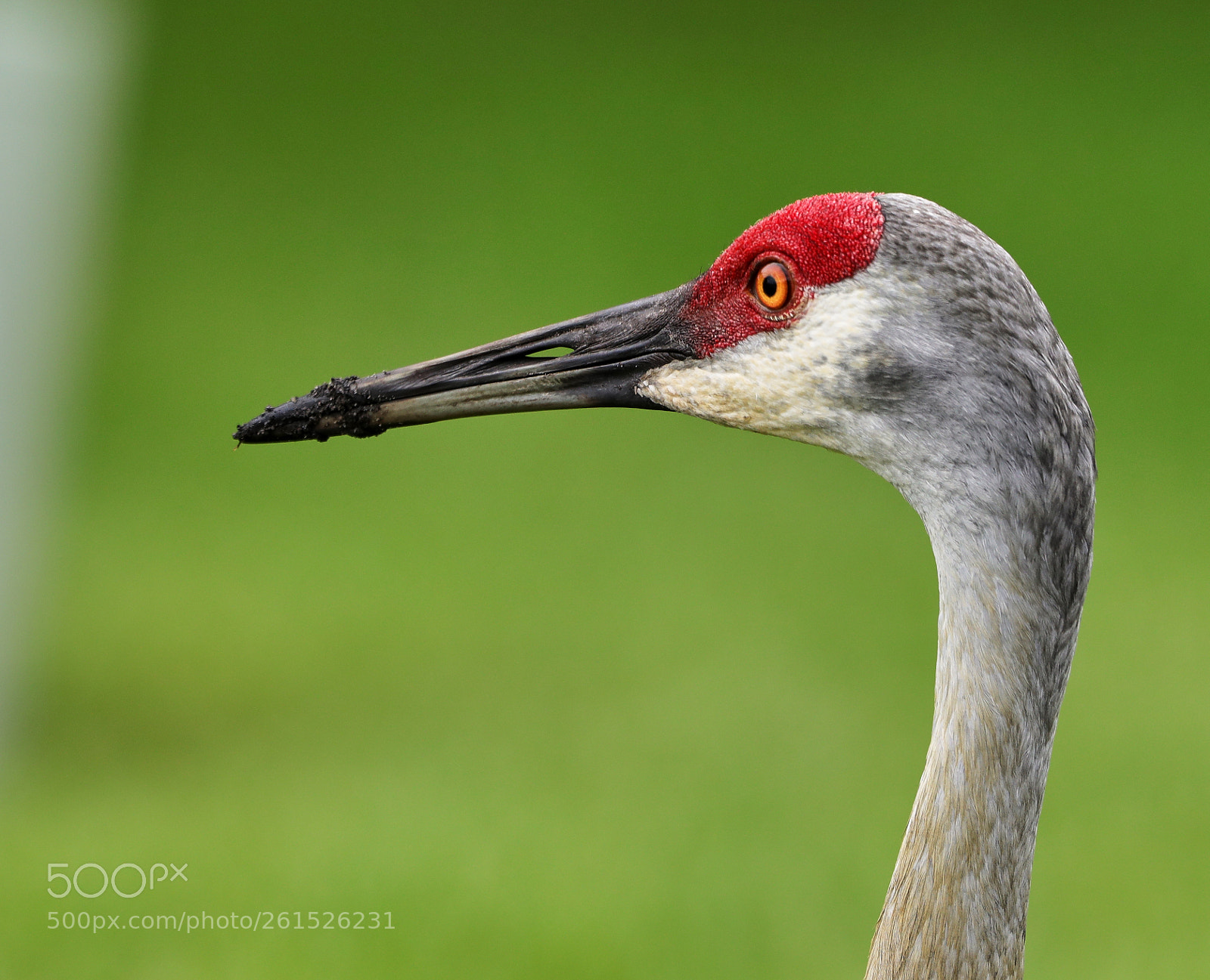 Canon EOS-1D X Mark II sample photo. 06-09-18-0021826.jpg photography