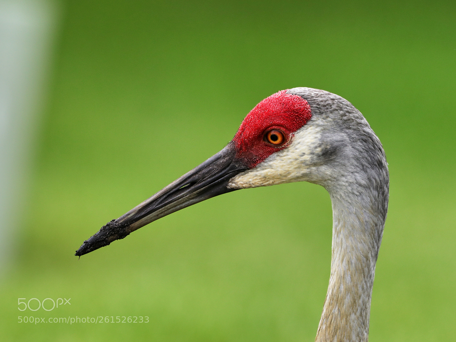Canon EOS-1D X Mark II sample photo. 06-09-18-0021825.jpg photography