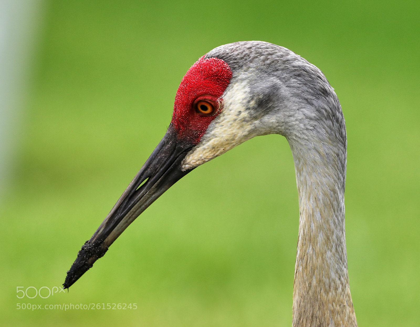 Canon EOS-1D X Mark II sample photo. 06-09-18-0021824.jpg photography