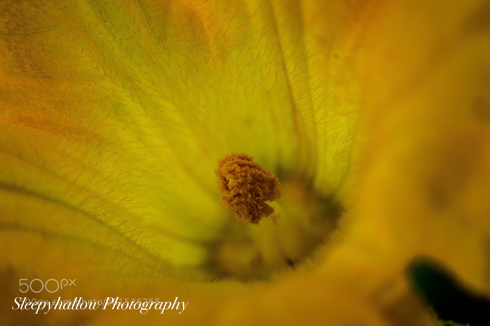 Canon EOS 1300D (EOS Rebel T6 / EOS Kiss X80) sample photo. Squash blossom  photography
