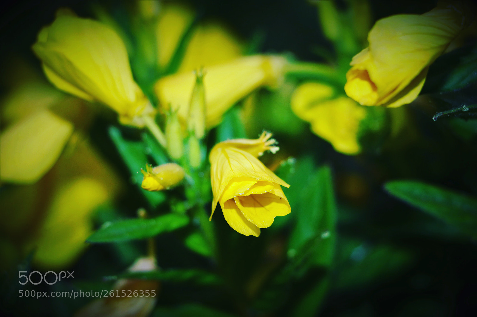 Canon EOS 80D sample photo. Untitled photography
