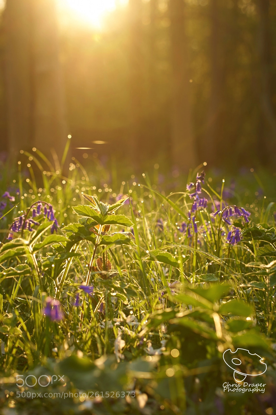 Sony ILCA-77M2 sample photo. Spring morning in the photography