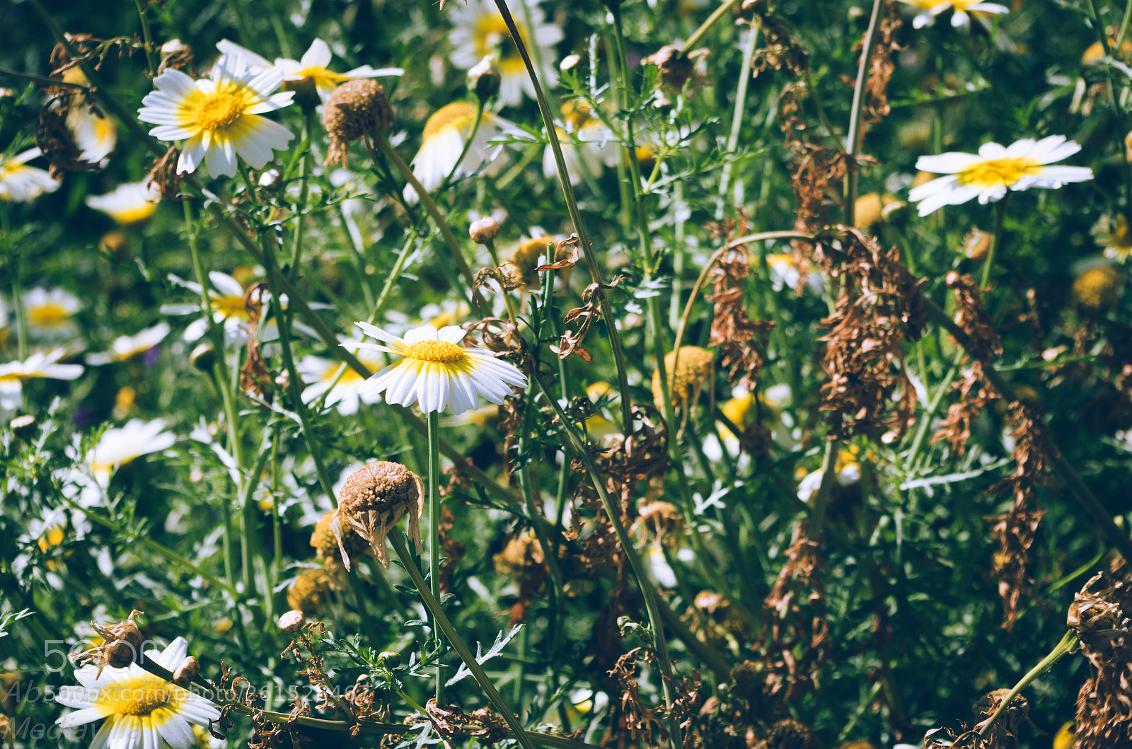 Pentax K-50 sample photo. Daisies photography