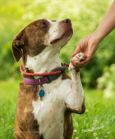 Nikon D7100 sample photo. Dog wants a human photography