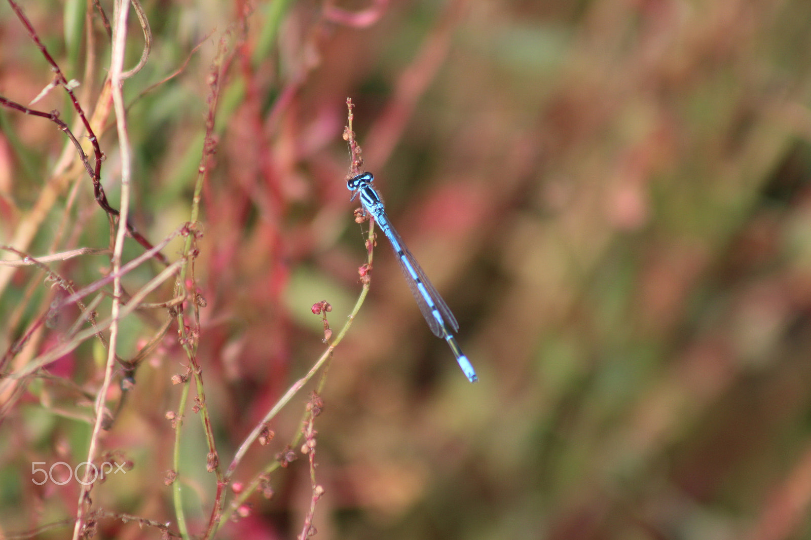 Canon EF 75-300mm f/4-5.6 sample photo. Libellule bleue photography