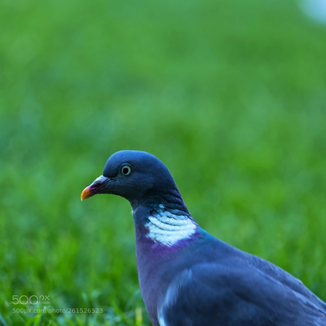 Canon EOS 6D sample photo. A dove photography