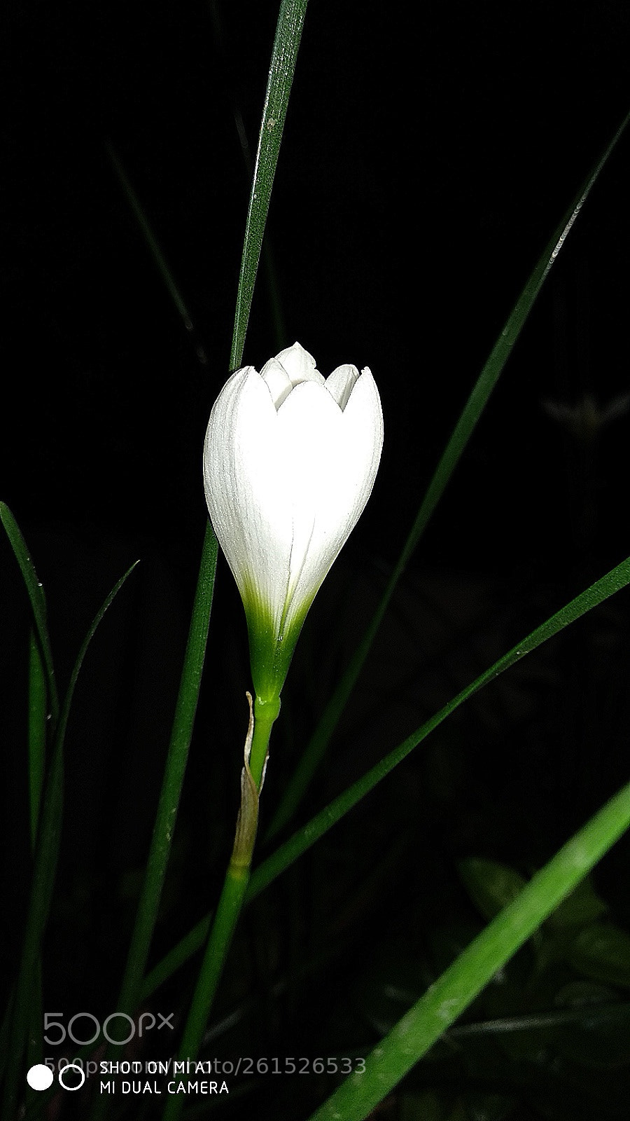 Xiaomi Mi A1 sample photo. Lily in the night.. photography