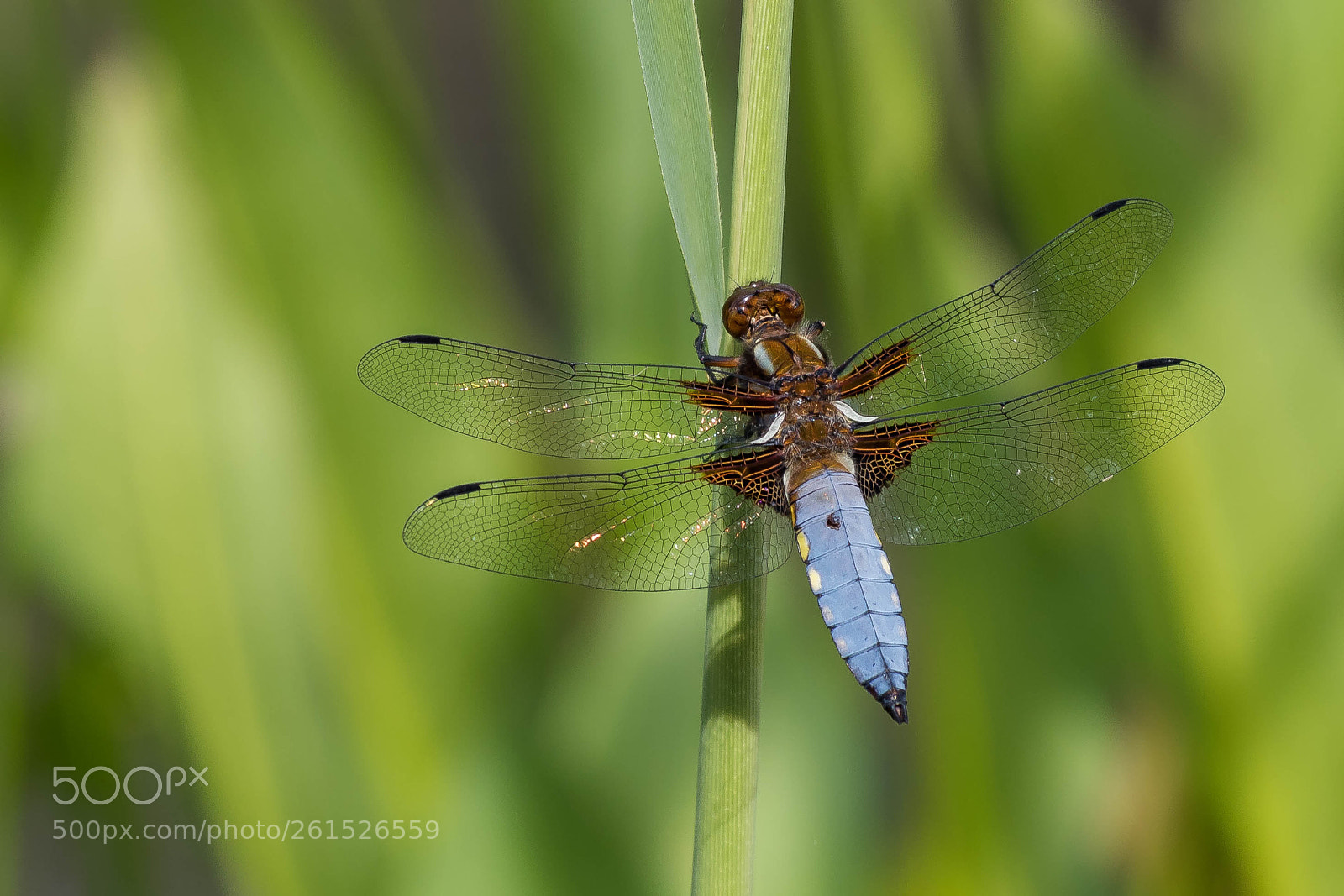 Canon EOS 80D sample photo. Dragonfly - libelle photography