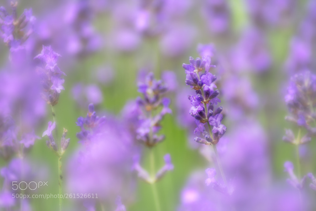 Nikon D7100 sample photo. La vie en couleur photography