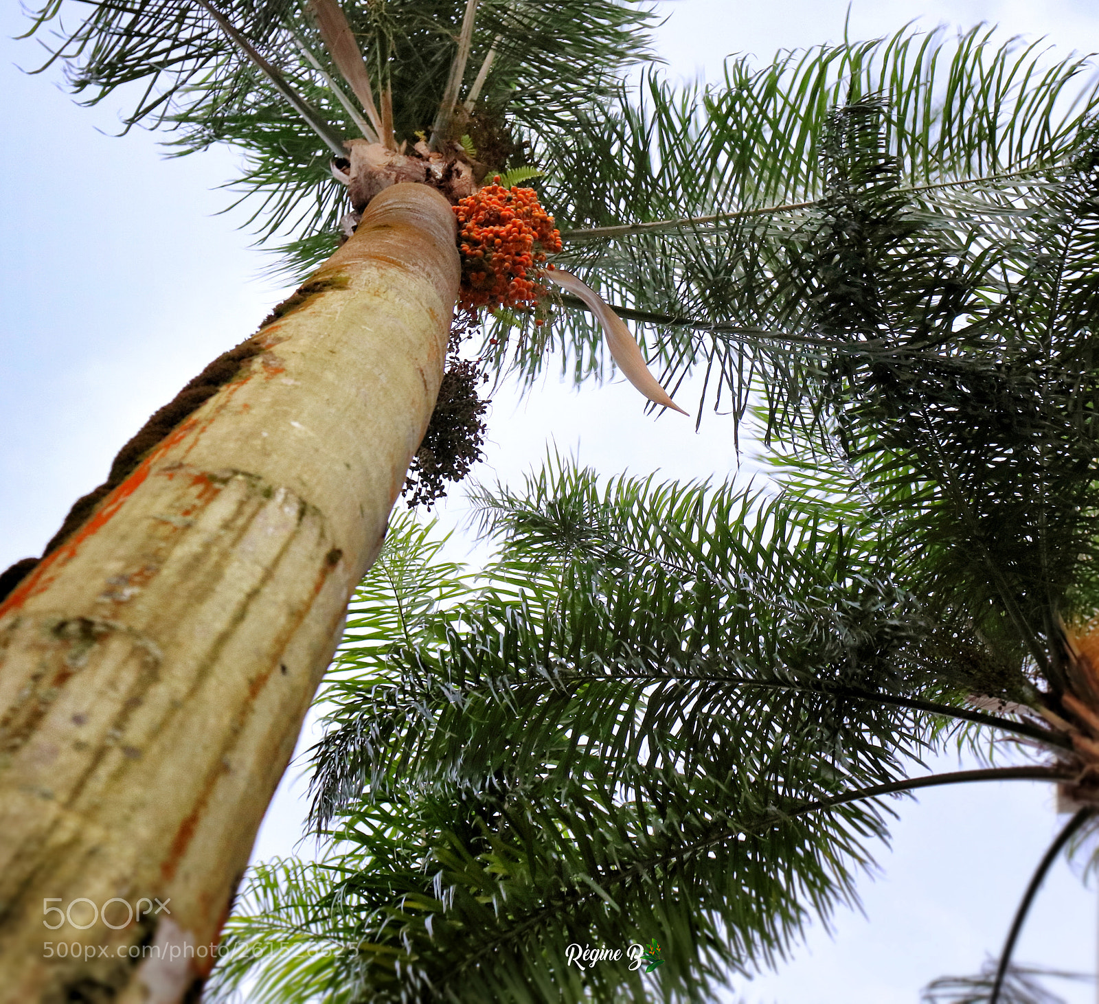Canon EOS 200D (EOS Rebel SL2 / EOS Kiss X9) sample photo. Under the palm tree photography