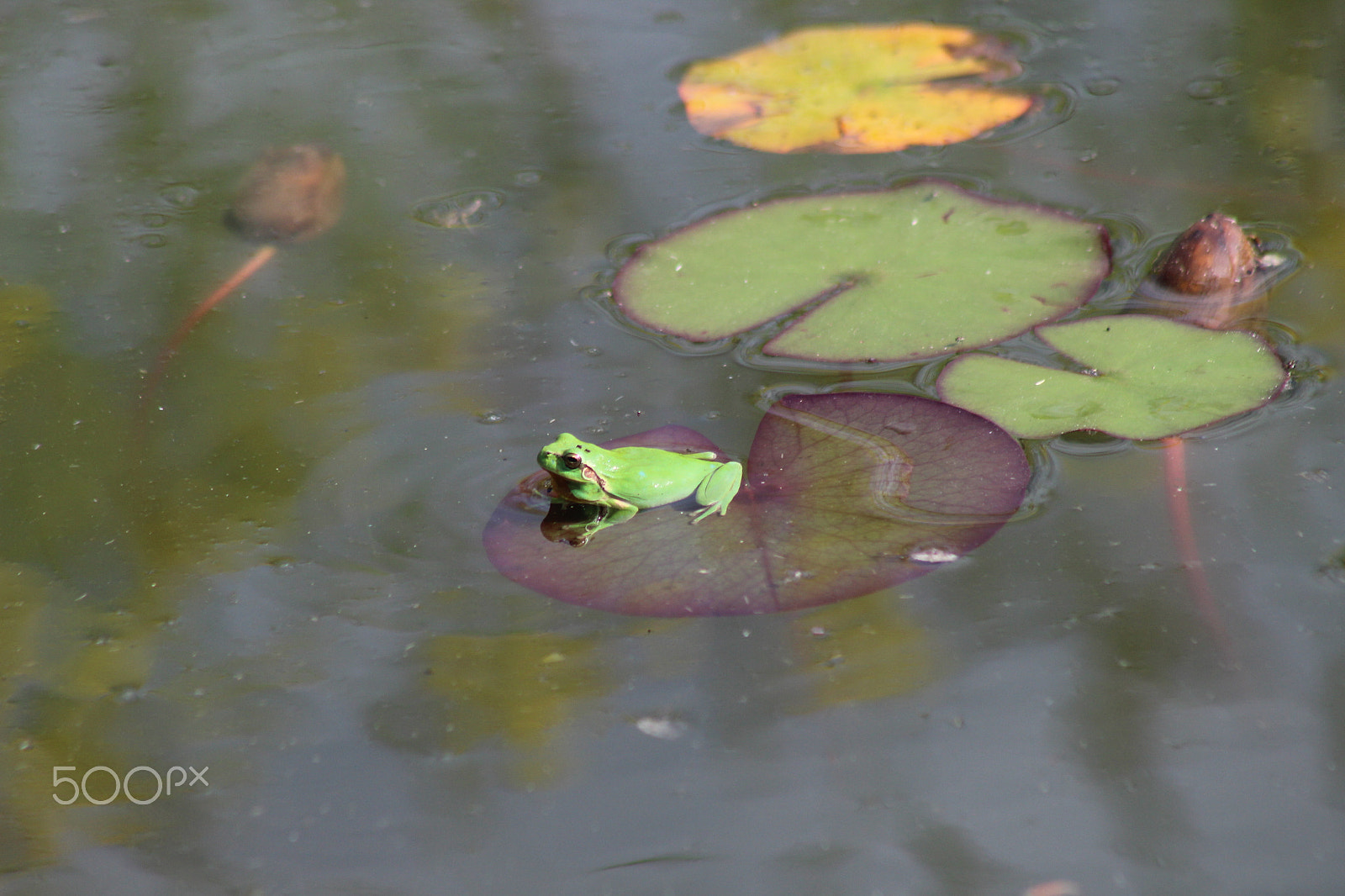 Canon EF 75-300mm f/4-5.6 sample photo. Petite reinette photography