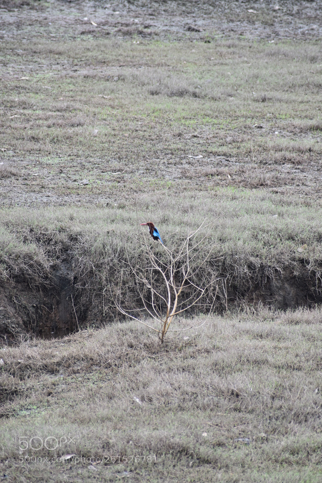 Nikon D3400 sample photo. Kingfisher photography