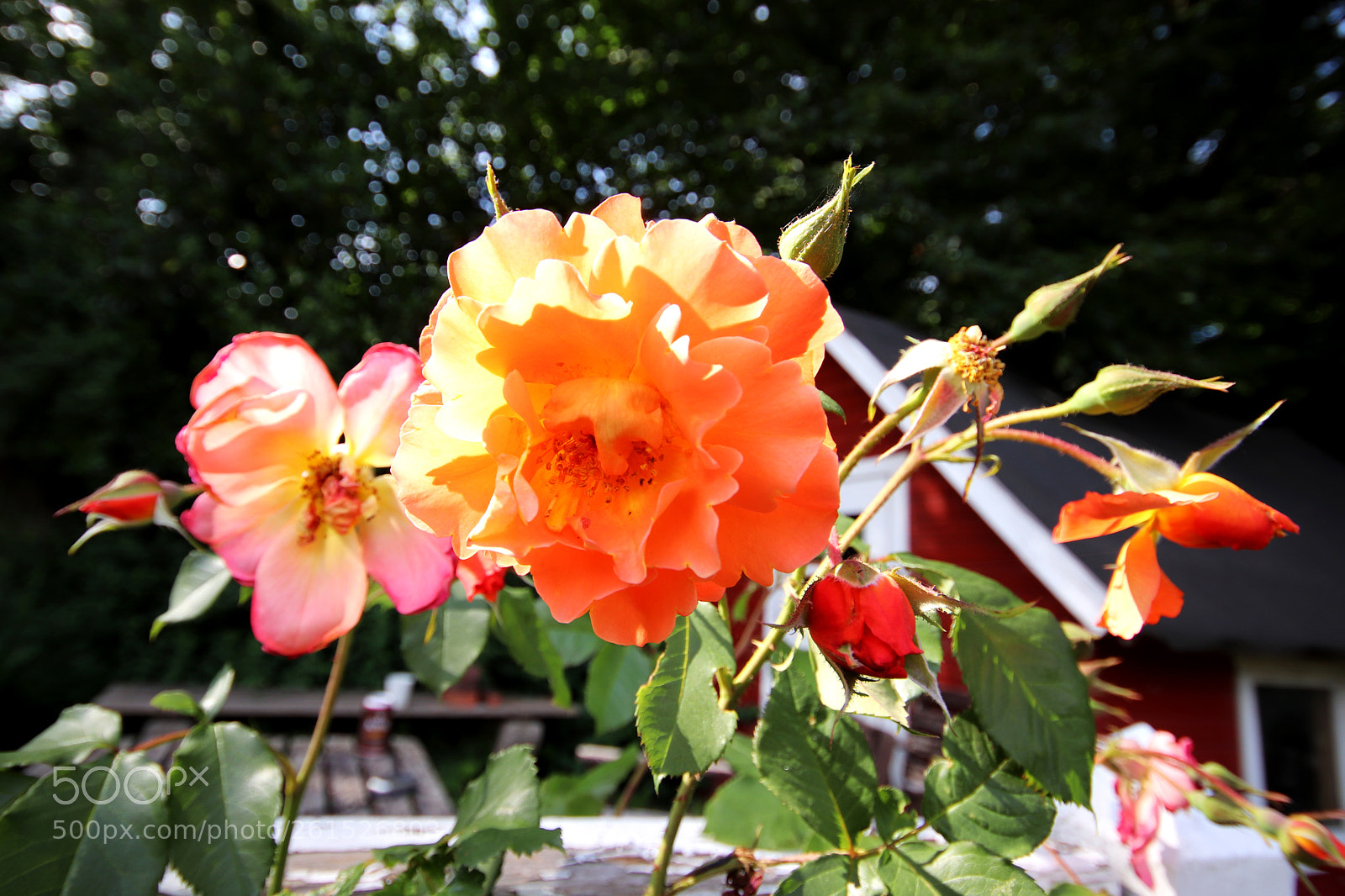 Canon EOS 77D (EOS 9000D / EOS 770D) sample photo. Rose garden photography