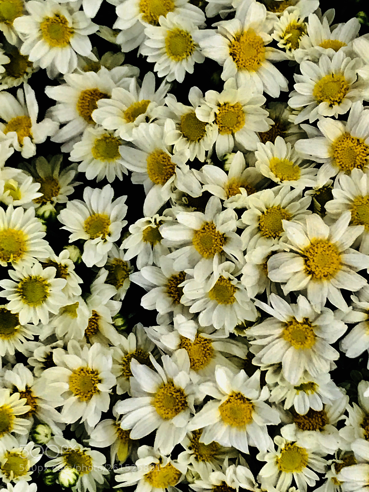 Apple iPhone 7 Plus sample photo. Daisy photography