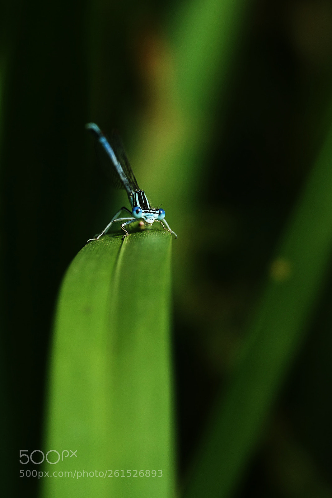 Sony Cyber-shot DSC-RX10 III sample photo. I am watching you. photography