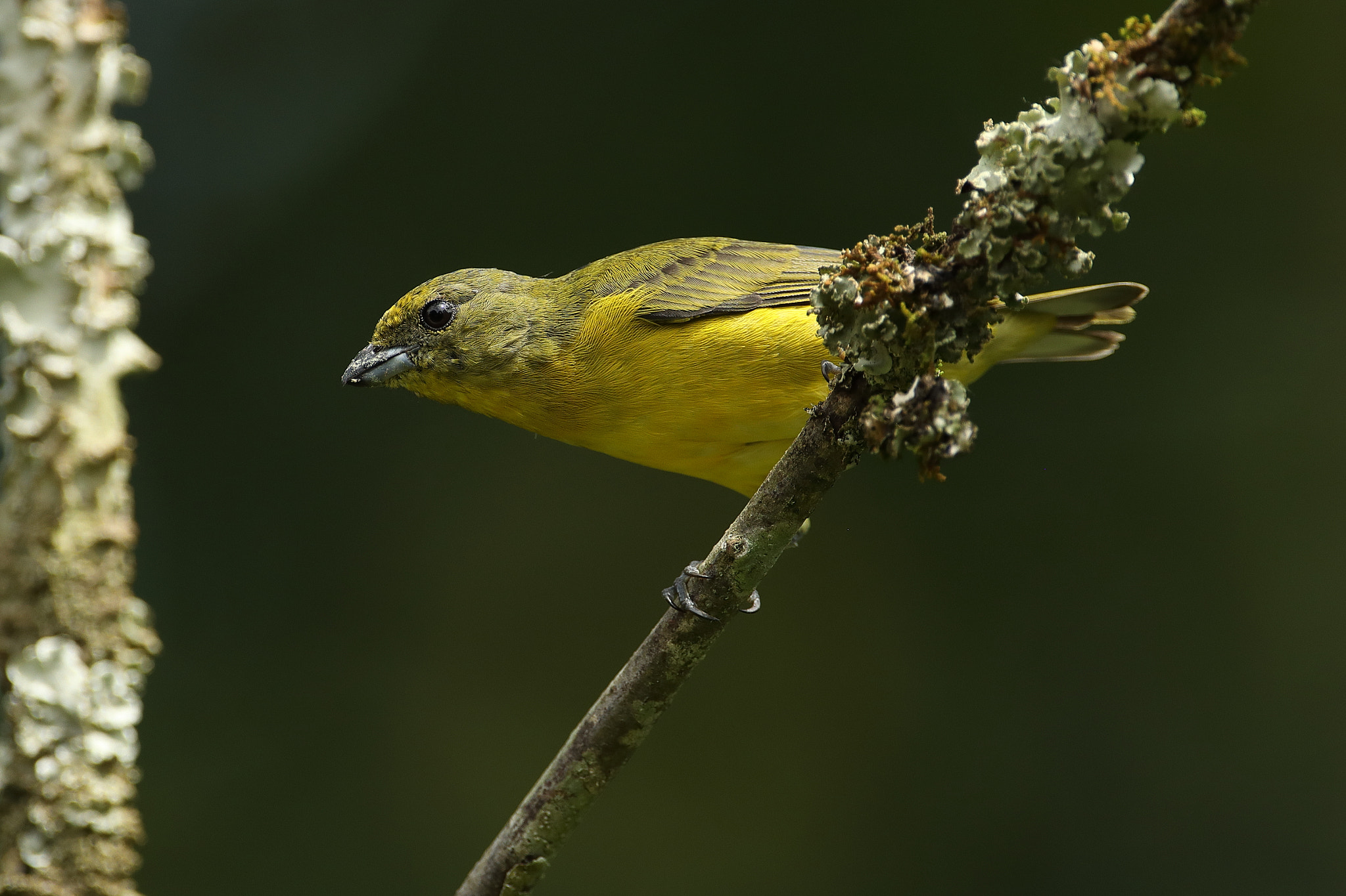 Canon EF 500mm F4L IS USM sample photo. Euphonia laniirostris thick-billed euphonia juveni photography