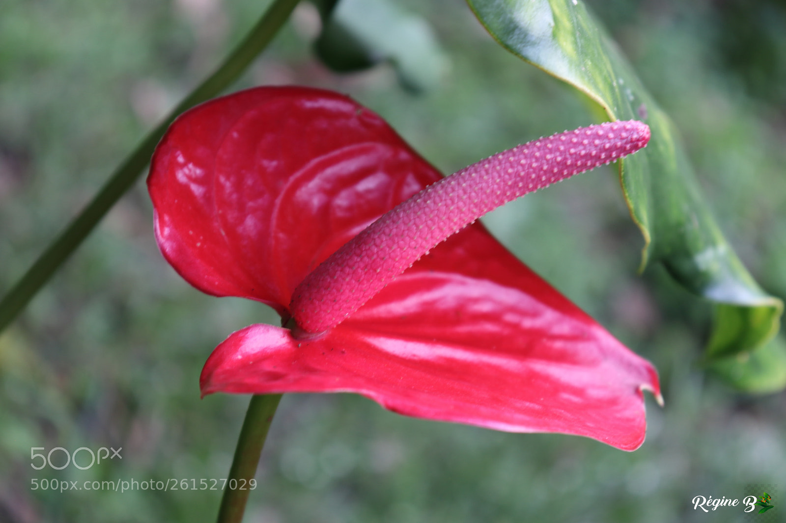 Canon EOS 200D (EOS Rebel SL2 / EOS Kiss X9) sample photo. Anthurium flower photography