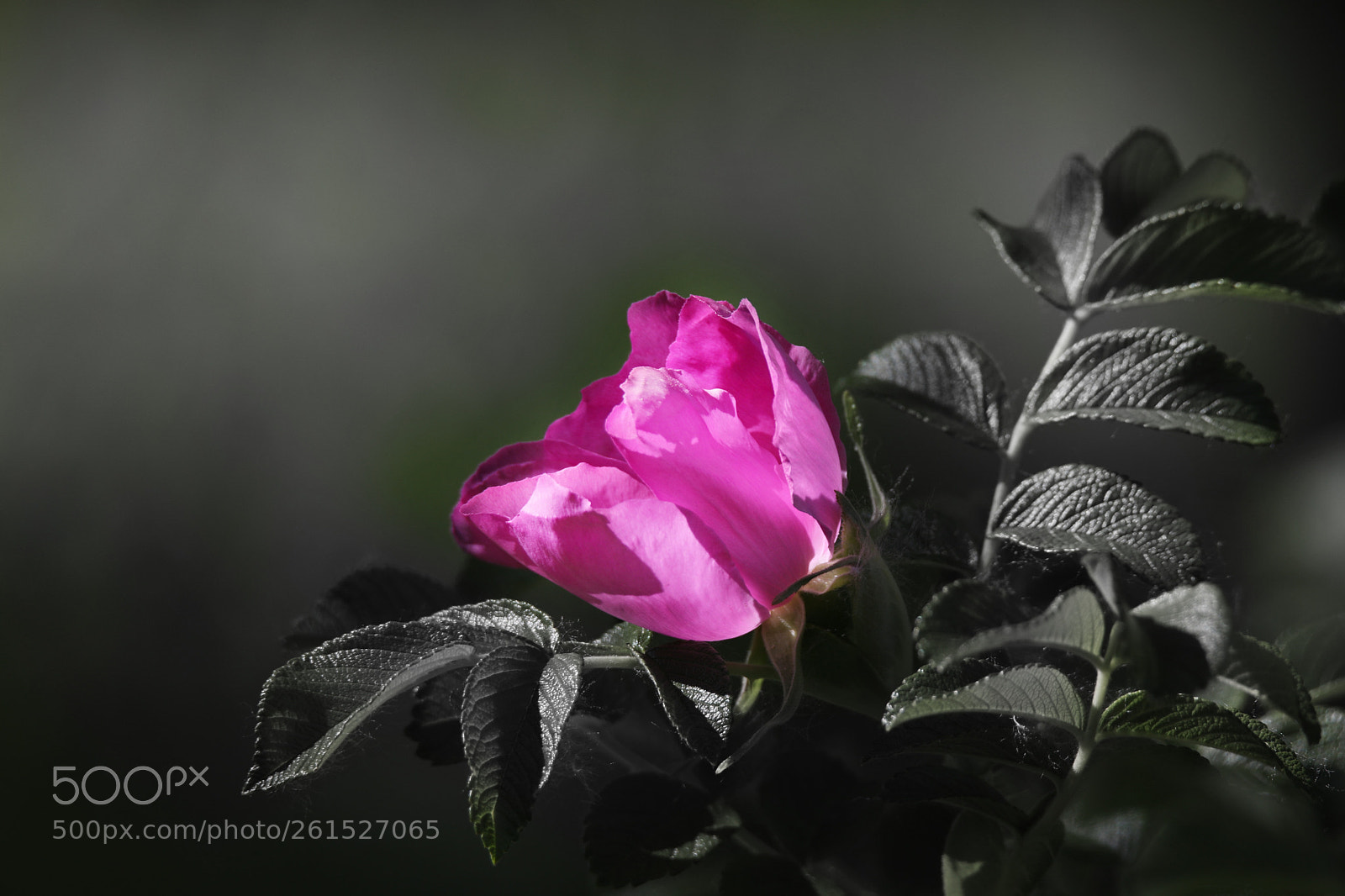 Canon EOS 5D Mark IV sample photo. Untitled photography