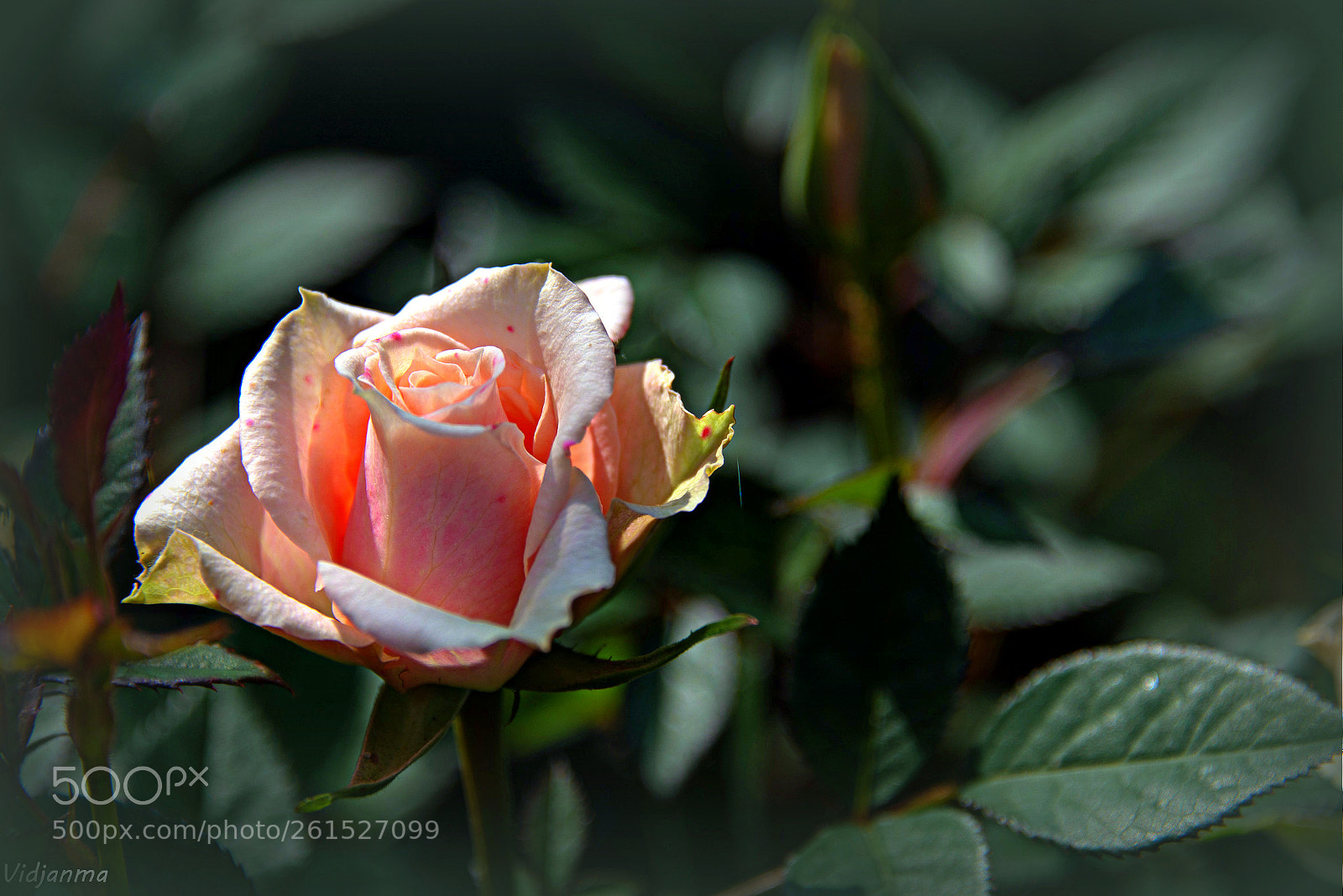 Nikon D610 sample photo. Velvet secret photography