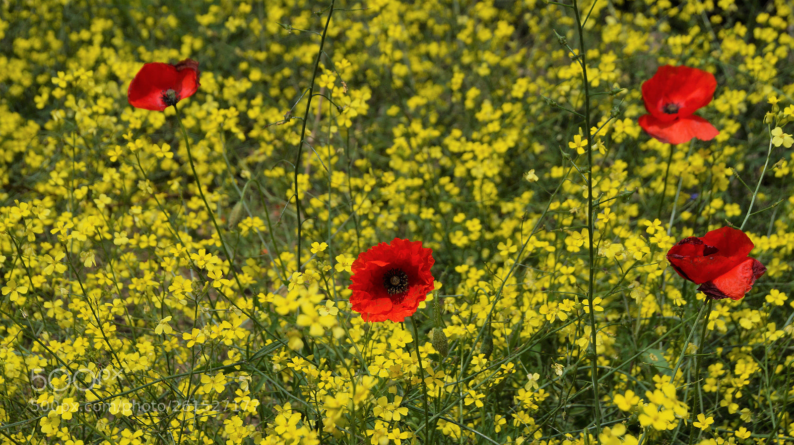 Sony SLT-A58 sample photo. Points photography
