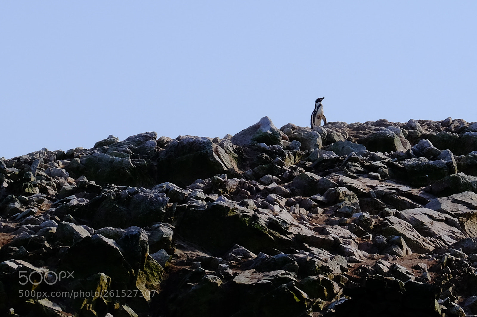 Fujifilm X-T1 sample photo. Islas ballestas photography