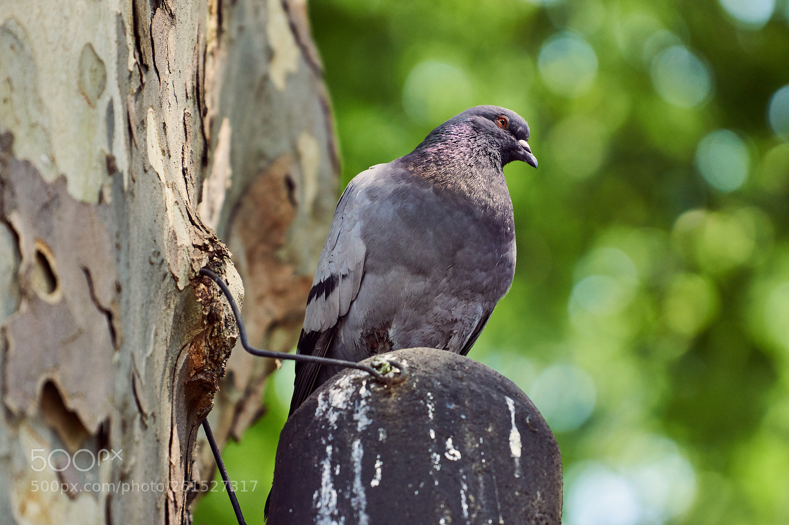 Sony a6000 sample photo. The little bird ii photography