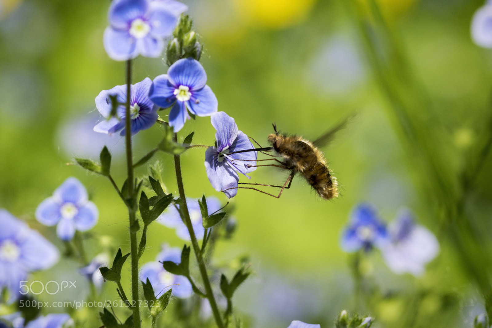 Canon EOS 7D Mark II sample photo. Ra photography