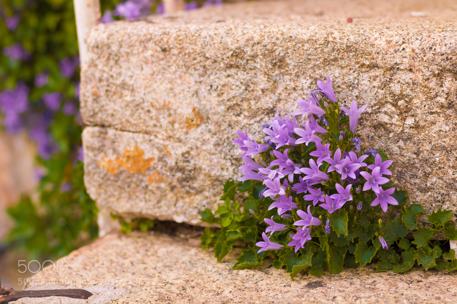 Canon EOS 750D (EOS Rebel T6i / EOS Kiss X8i) sample photo. Campanules & marche photography
