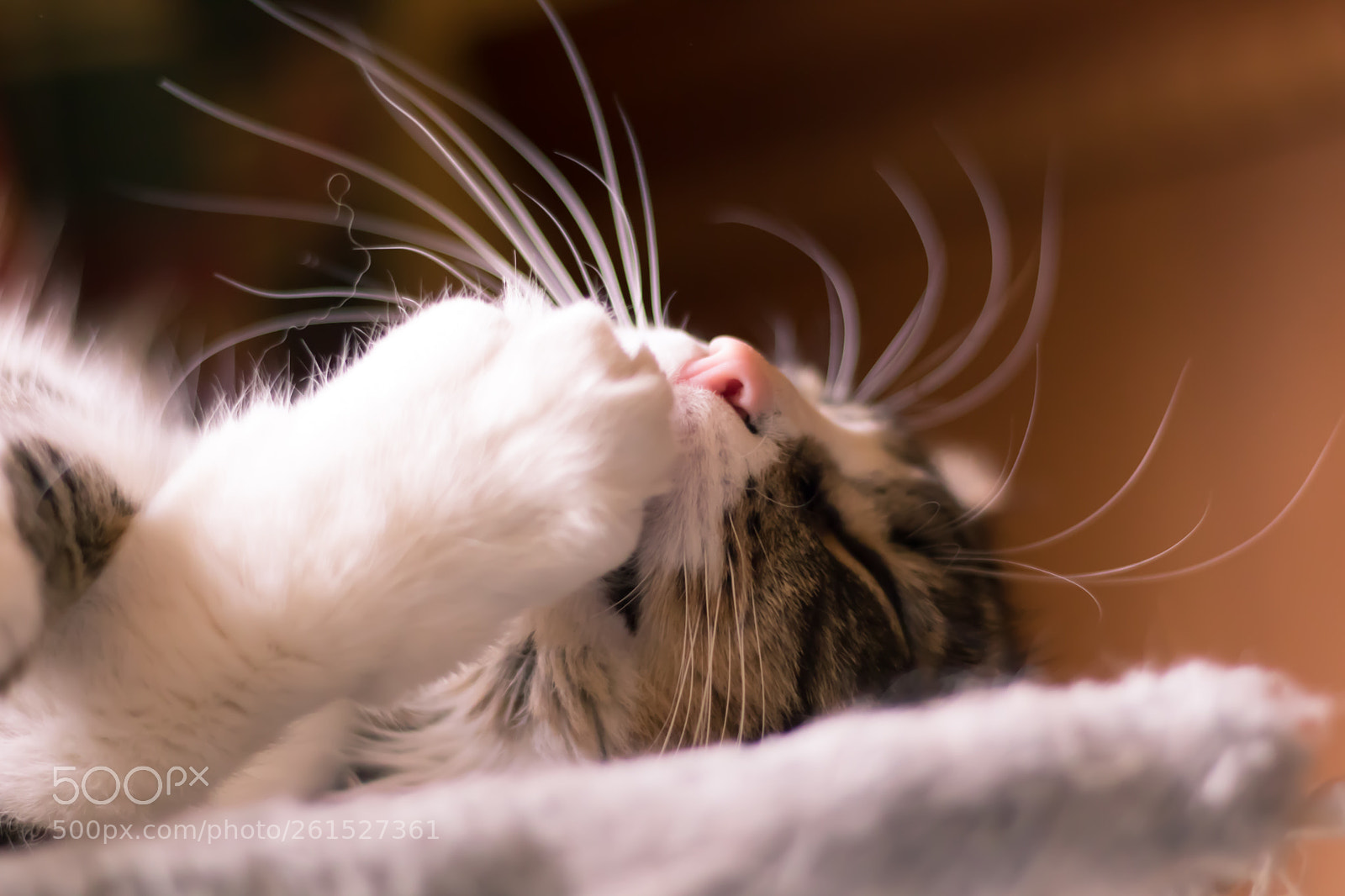 Canon EOS 750D (EOS Rebel T6i / EOS Kiss X8i) sample photo. Loulou chat photography