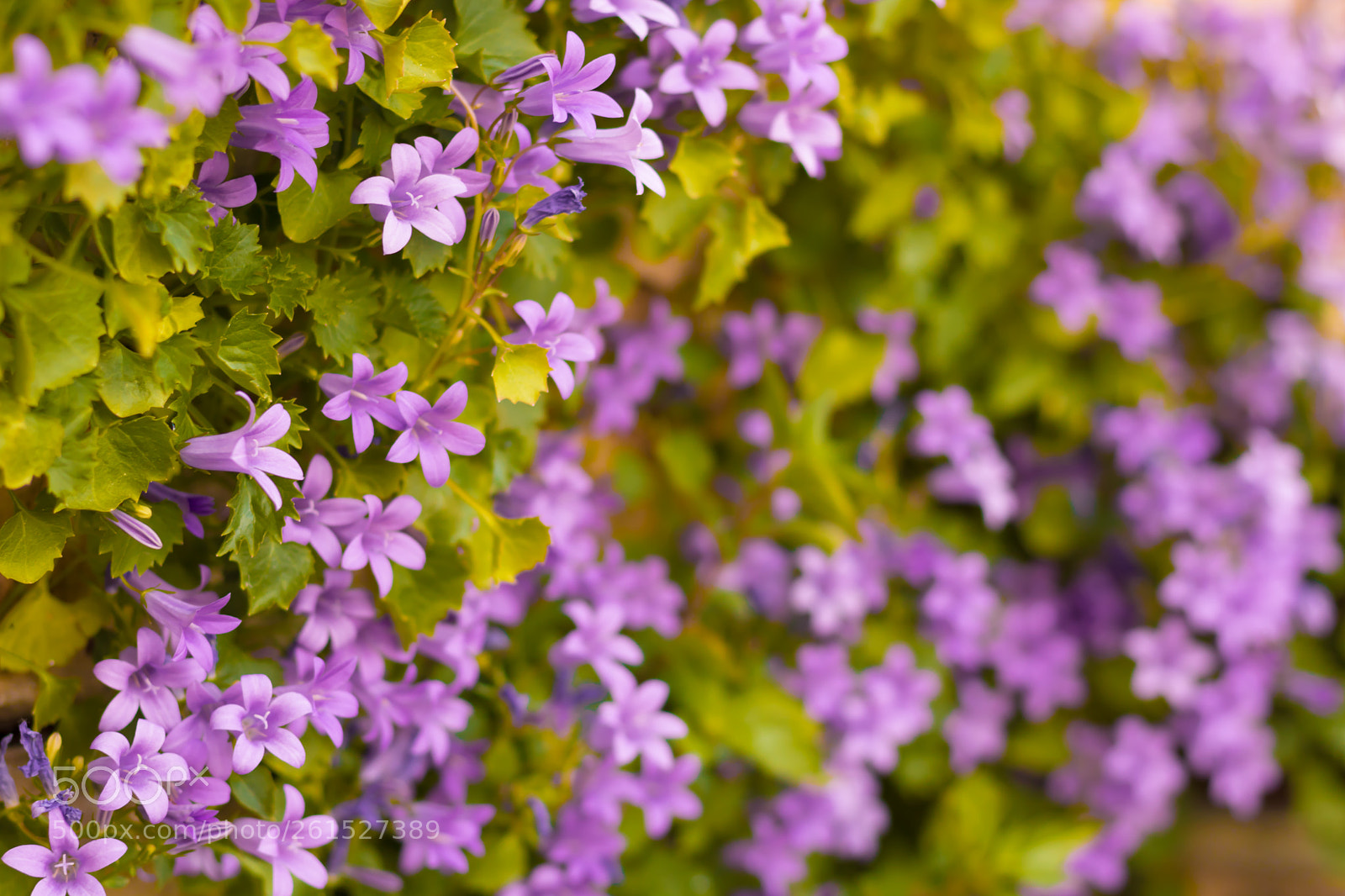 Canon EOS 750D (EOS Rebel T6i / EOS Kiss X8i) sample photo. Campanules photography