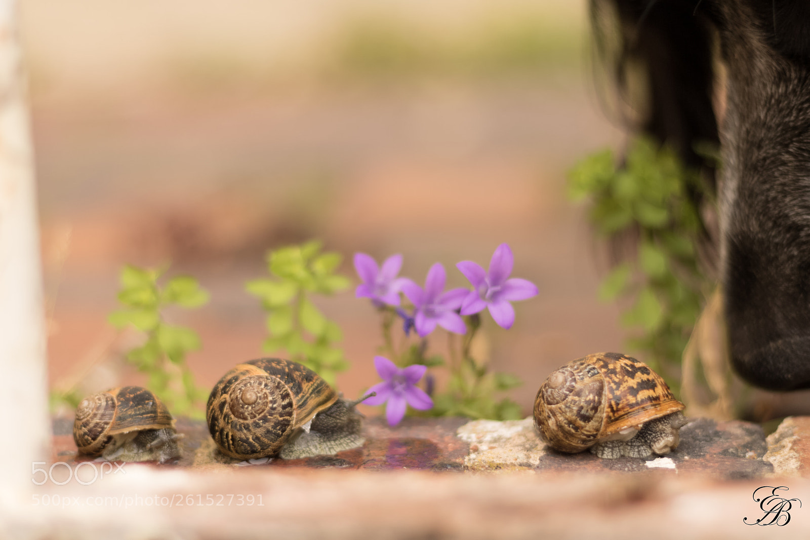 Canon EOS 750D (EOS Rebel T6i / EOS Kiss X8i) sample photo. Escargots & truffe photography