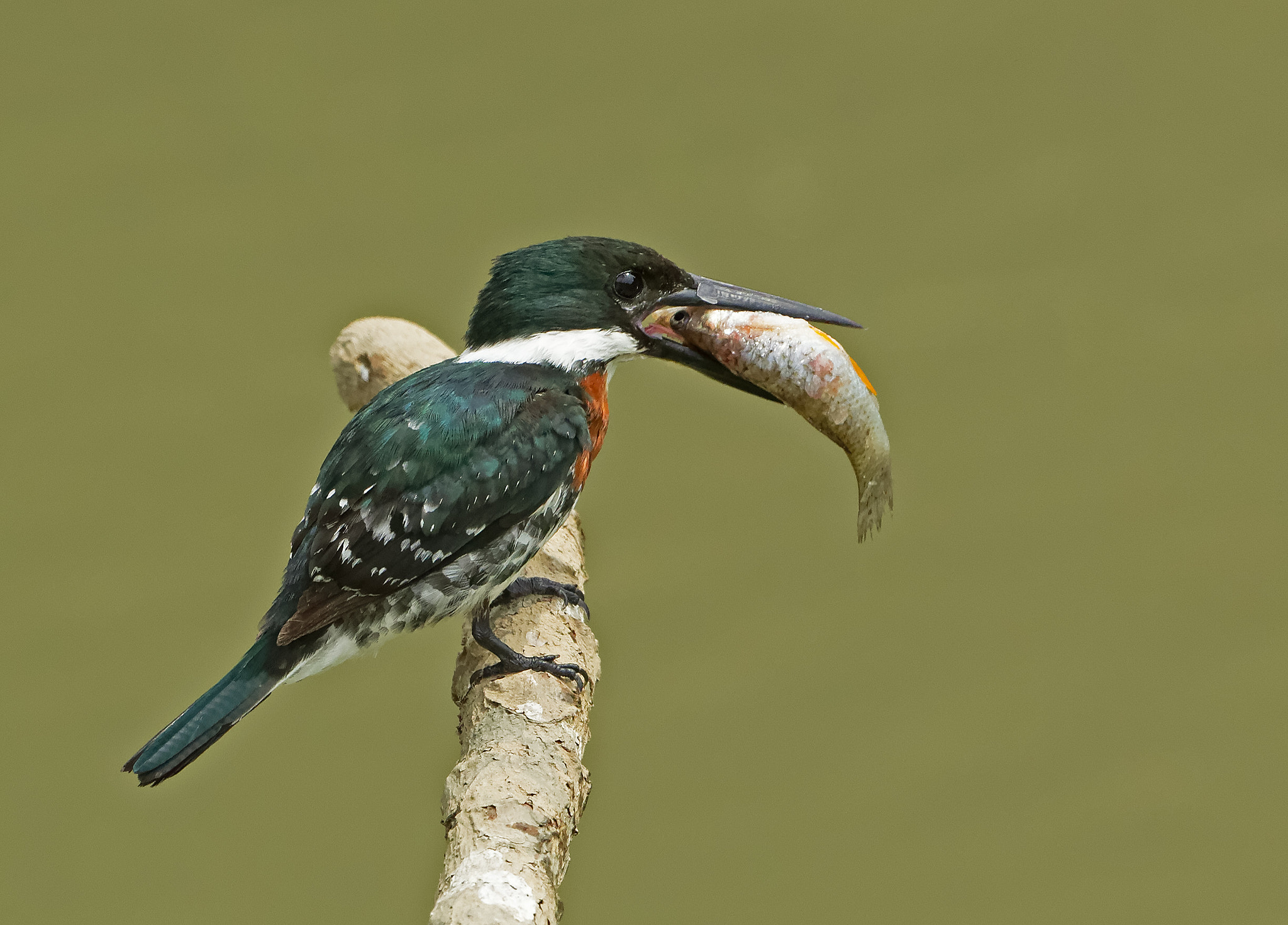 Canon EOS-1D Mark IV sample photo. Green kingfisher photography