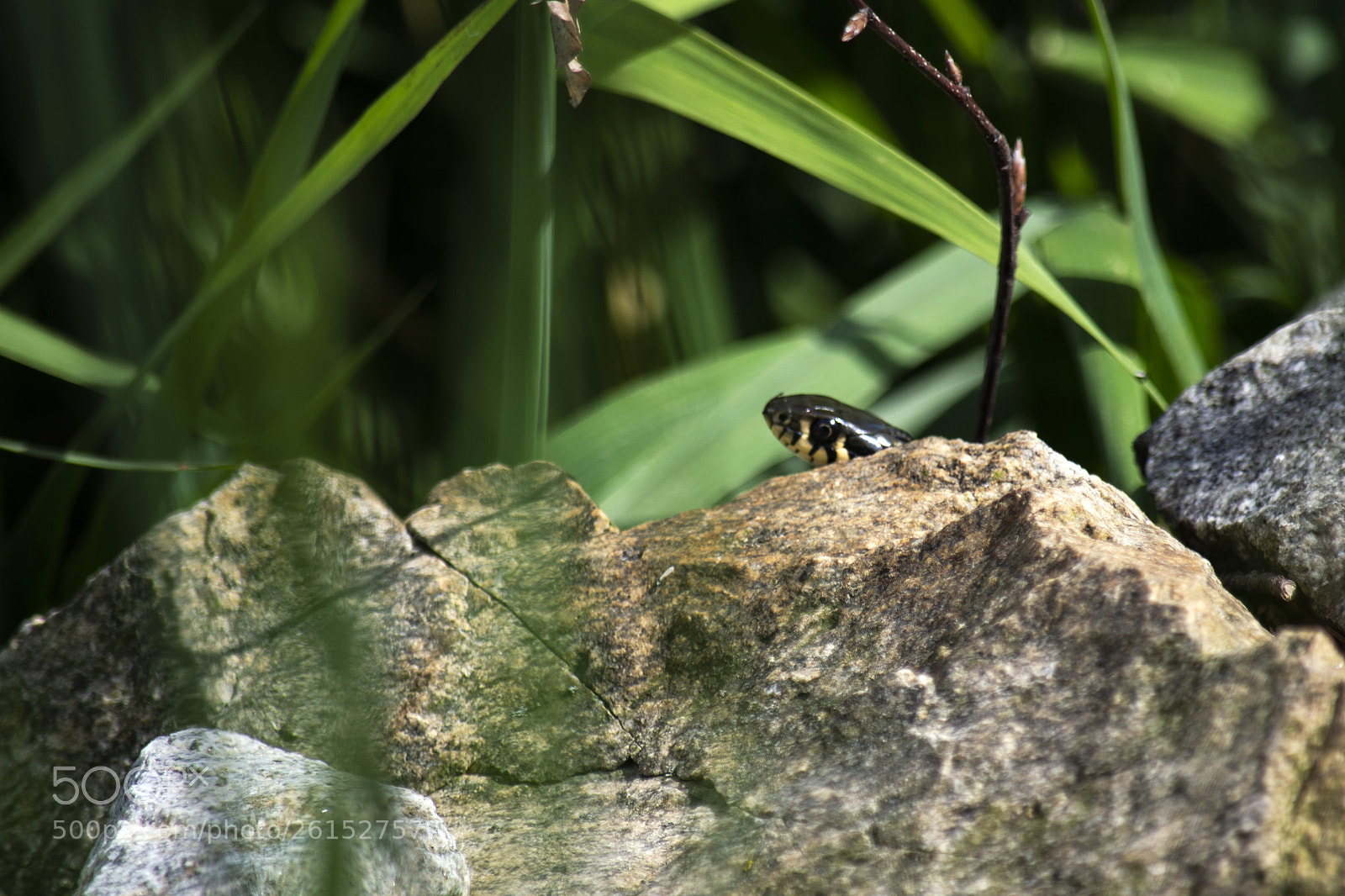 Nikon D3100 sample photo. Snake (natrix natrix) photography