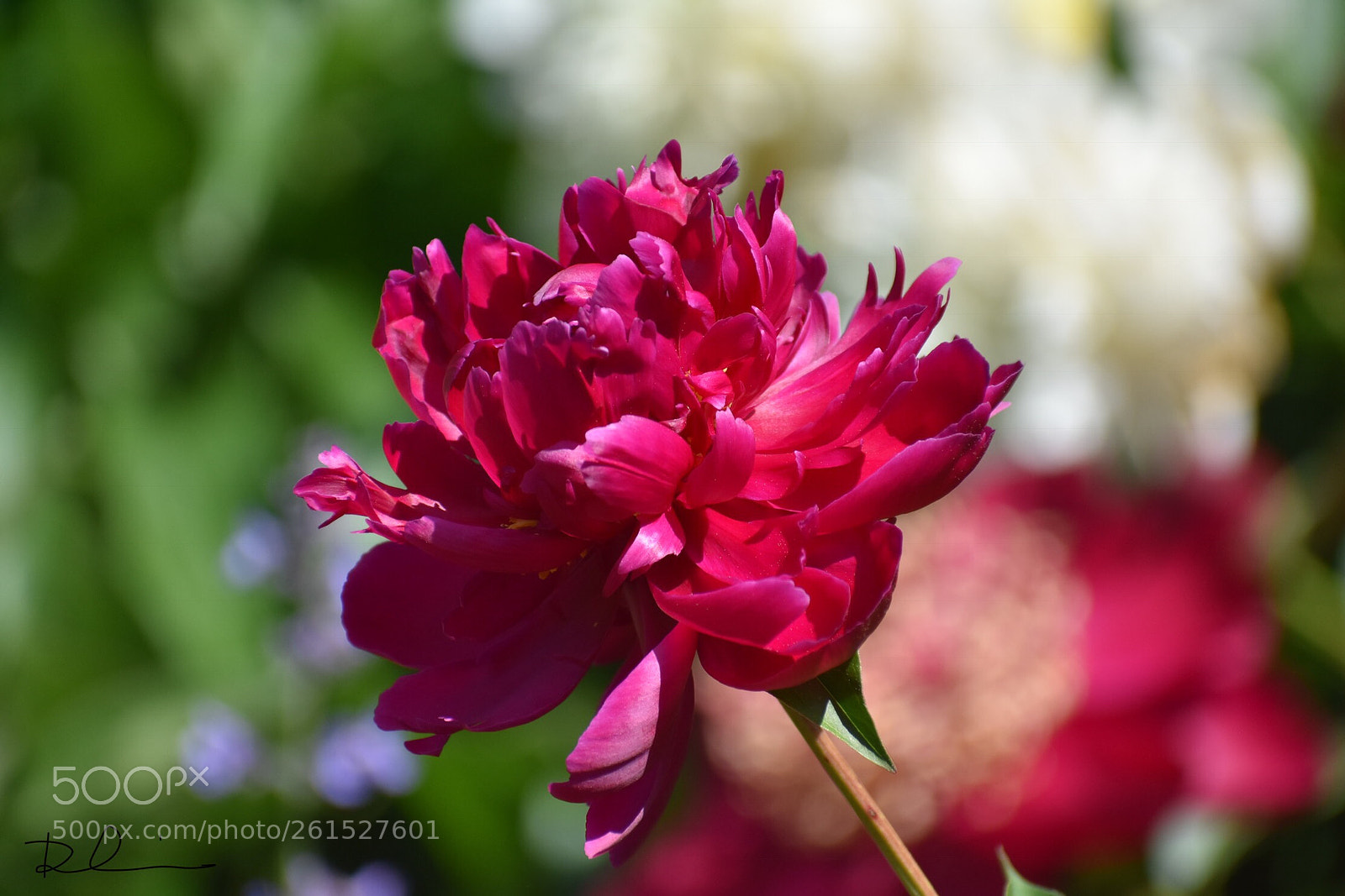 Nikon D3400 sample photo. Peony photography