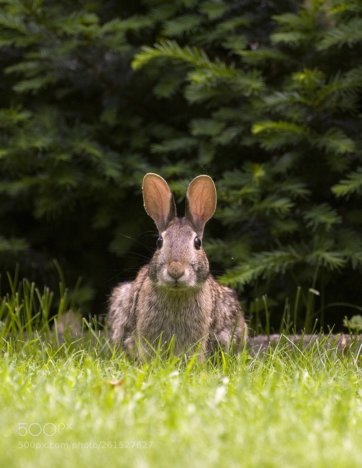 Nikon D700 sample photo. Bunny photography
