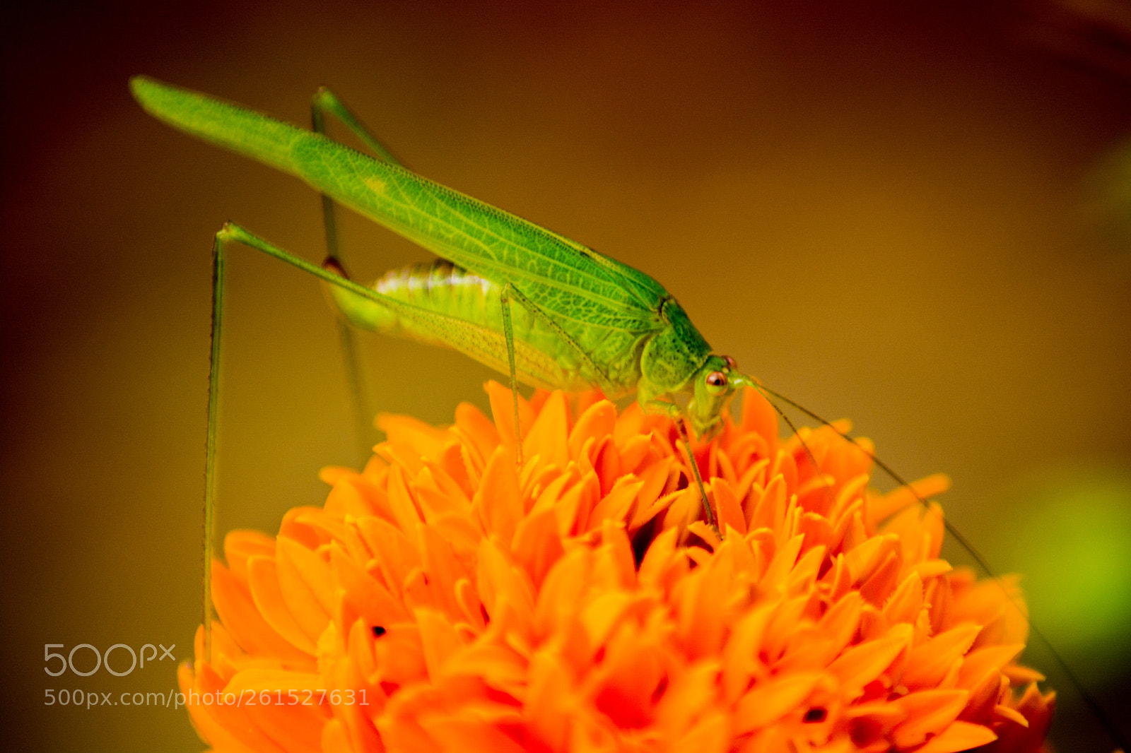 Nikon D5200 sample photo. Nangkring photography