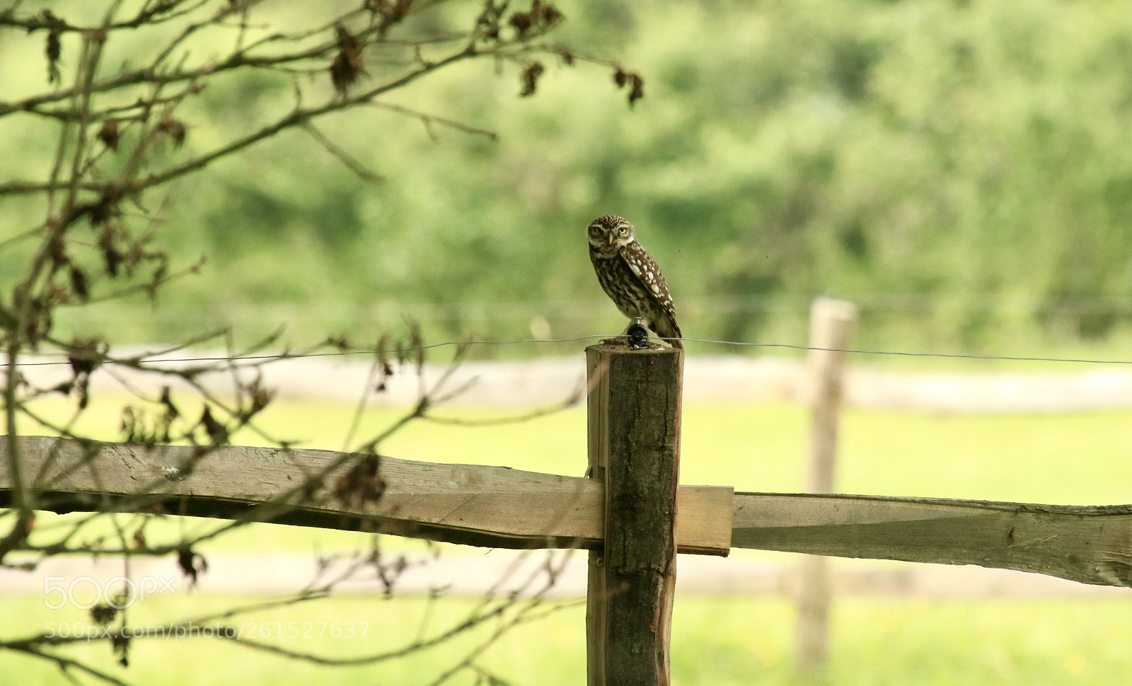 Canon EOS 7D Mark II sample photo. Little owl  photography