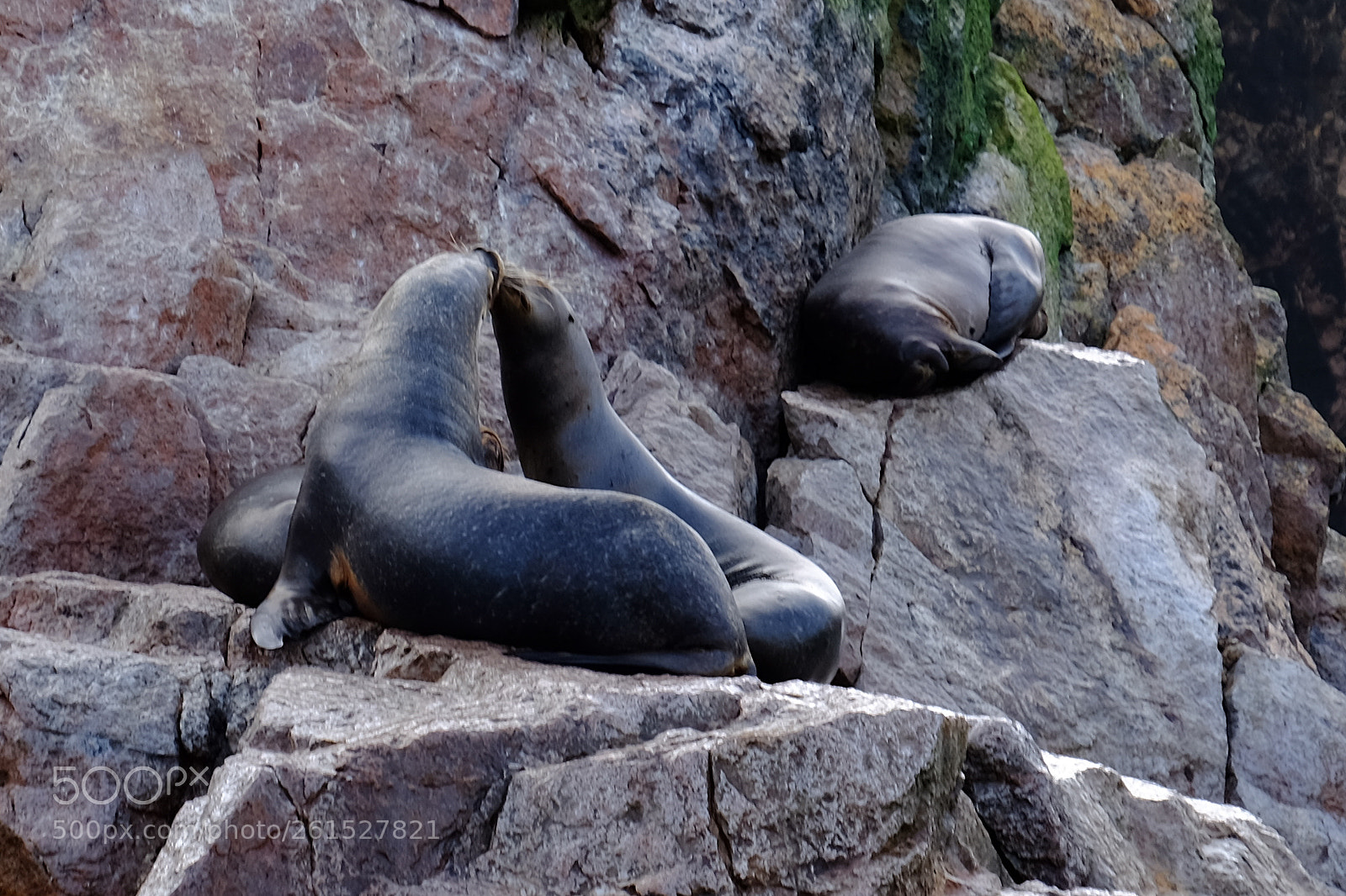 Fujifilm X-T1 sample photo. Islas ballestas photography