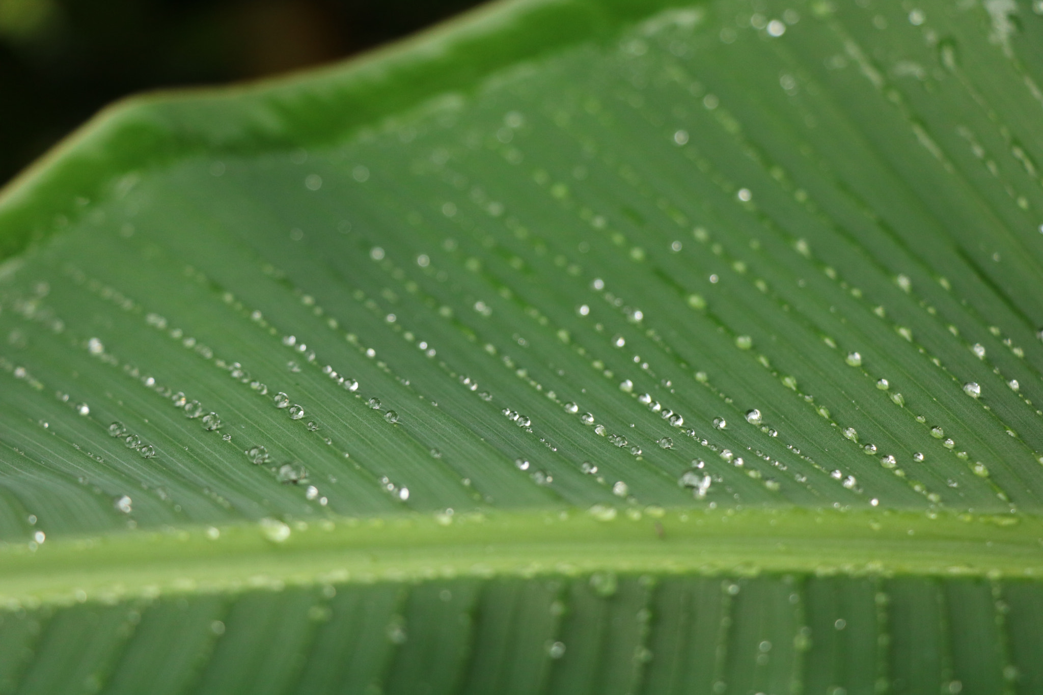 Canon EOS 750D (EOS Rebel T6i / EOS Kiss X8i) sample photo. Perles d'eau photography