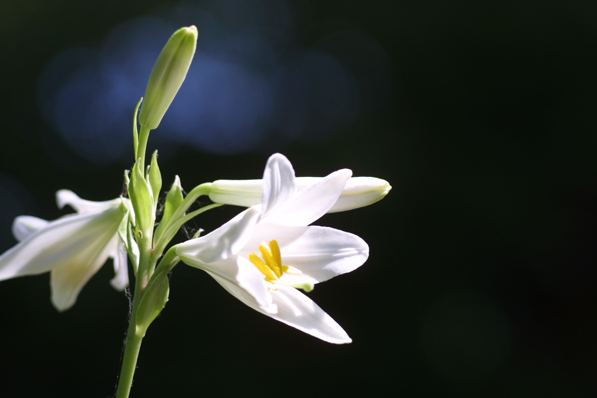 Canon EF 35-80mm f/4-5.6 sample photo