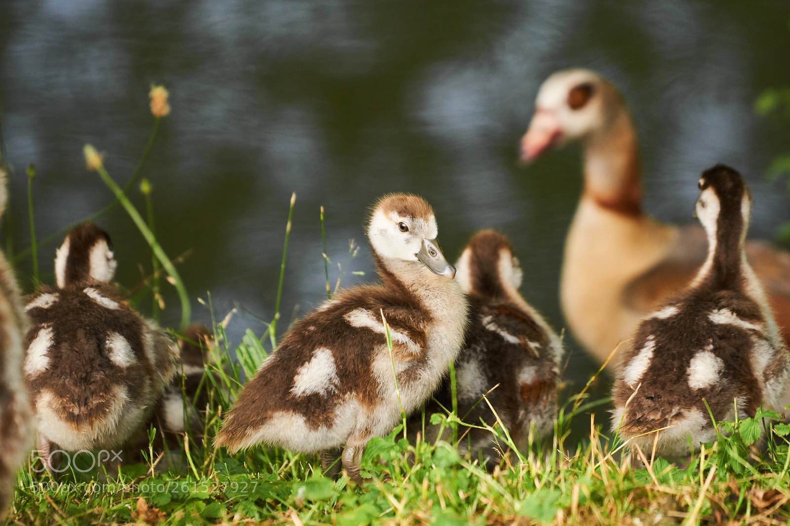 Sony a6000 sample photo. The little family photography