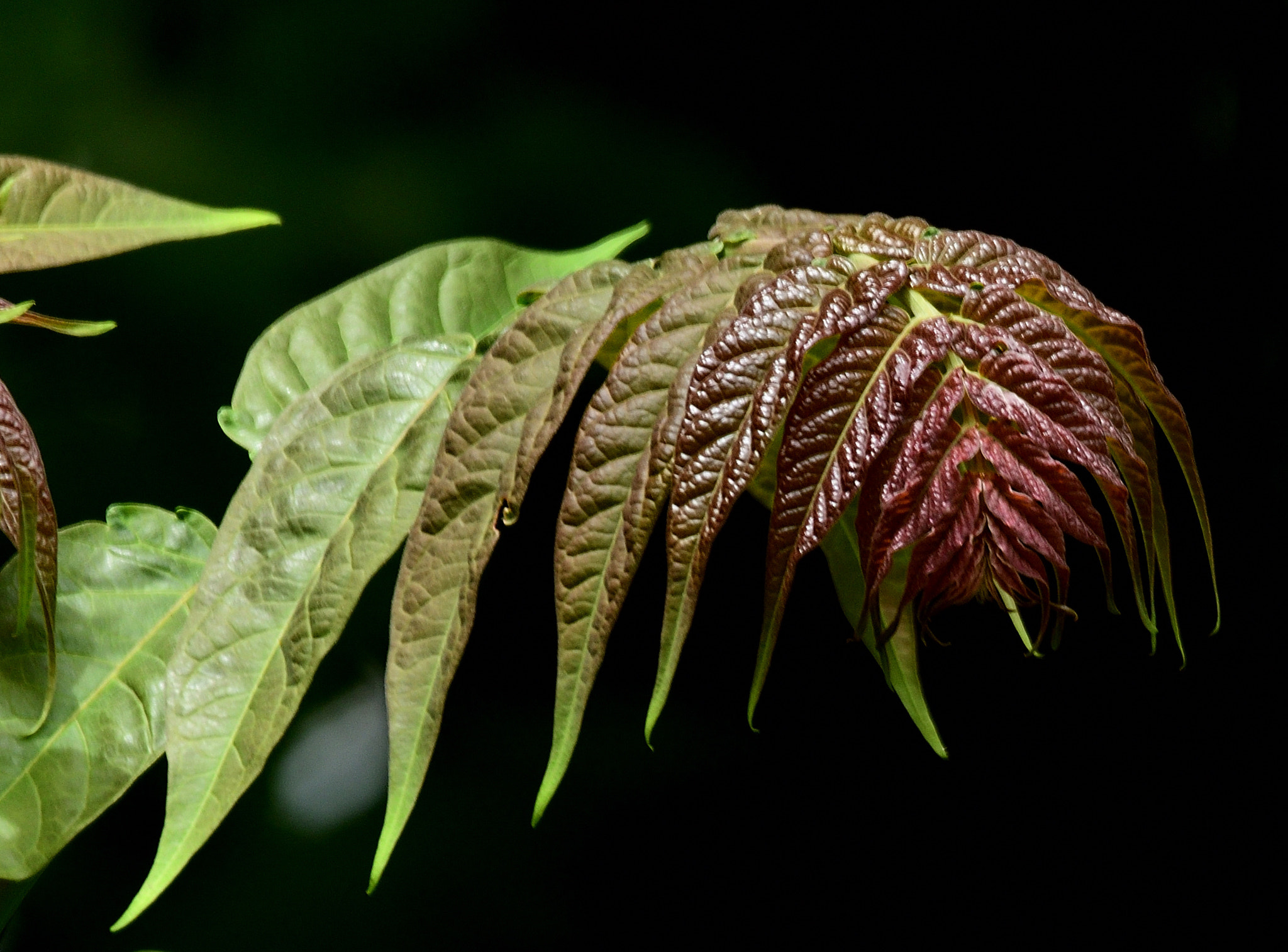 Sigma 120-400mm F4.5-5.6 DG OS HSM sample photo. Naturaleza photography