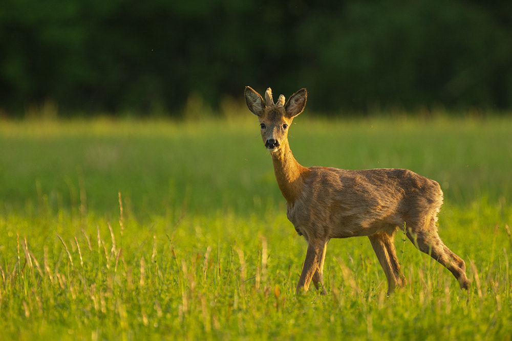 Canon EOS-1D X sample photo. Young buck in golden hour photography