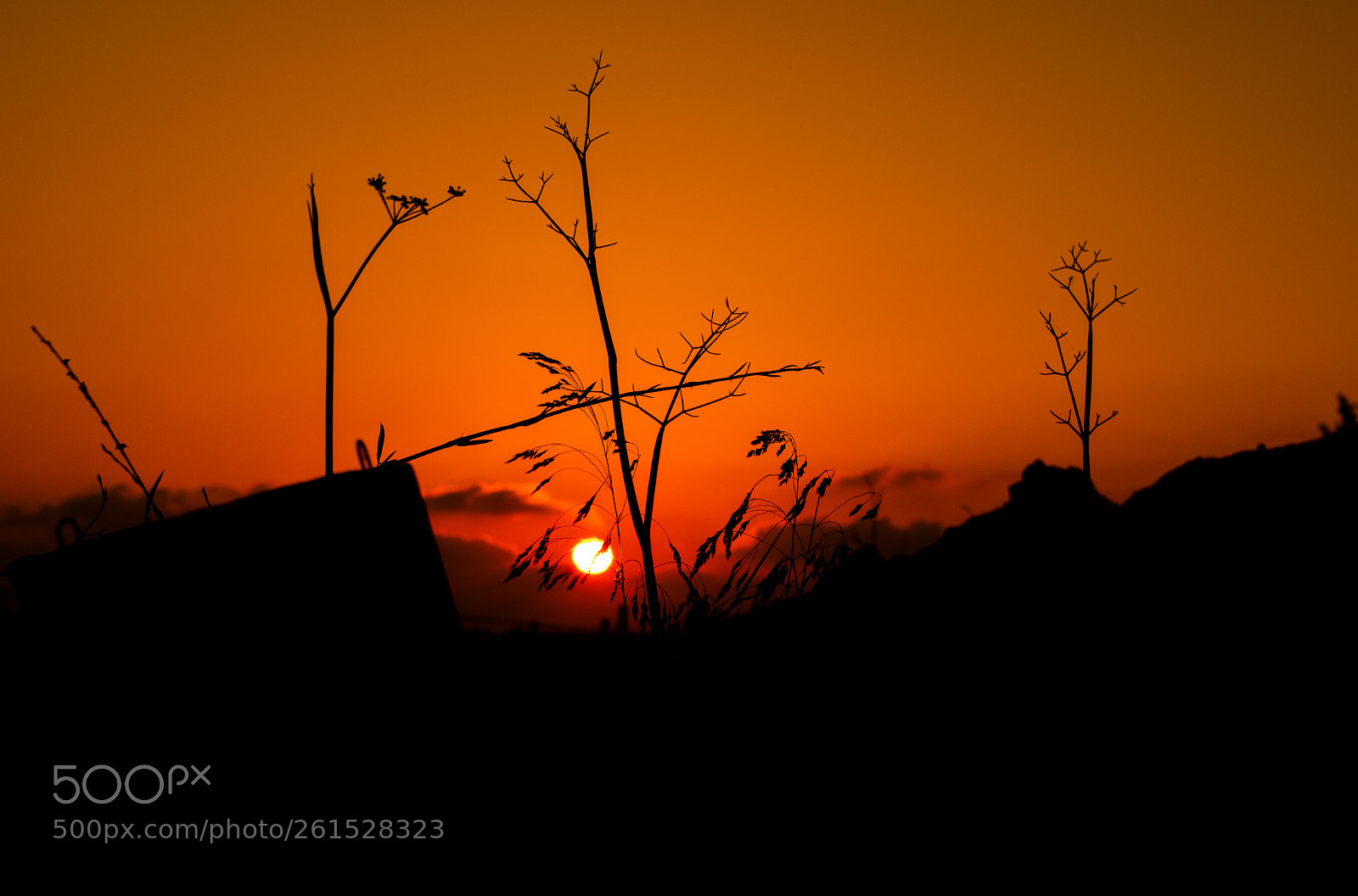 Canon EOS 750D (EOS Rebel T6i / EOS Kiss X8i) sample photo. Small  " trees "  on sunset photography